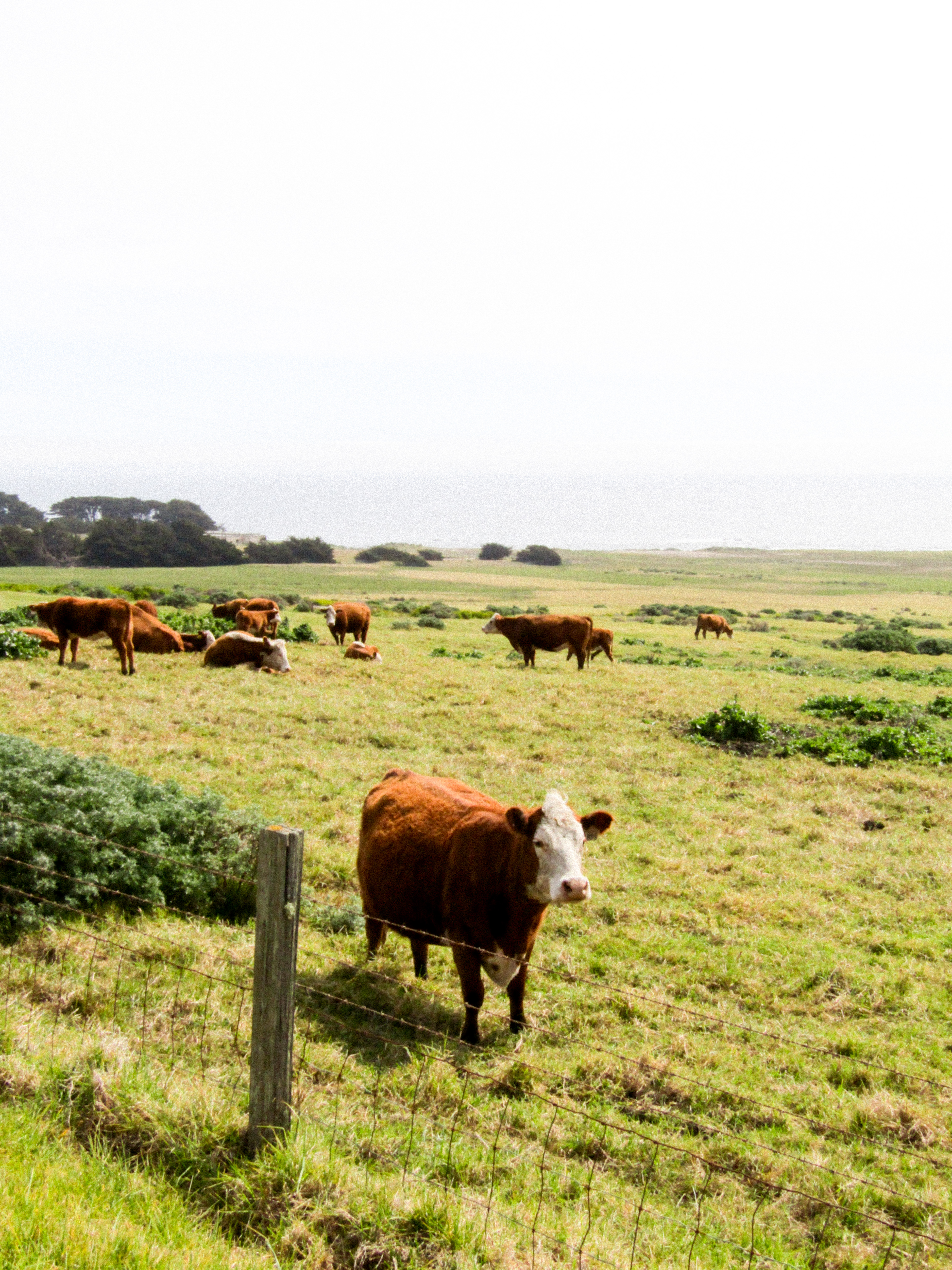 Cows in coastal field