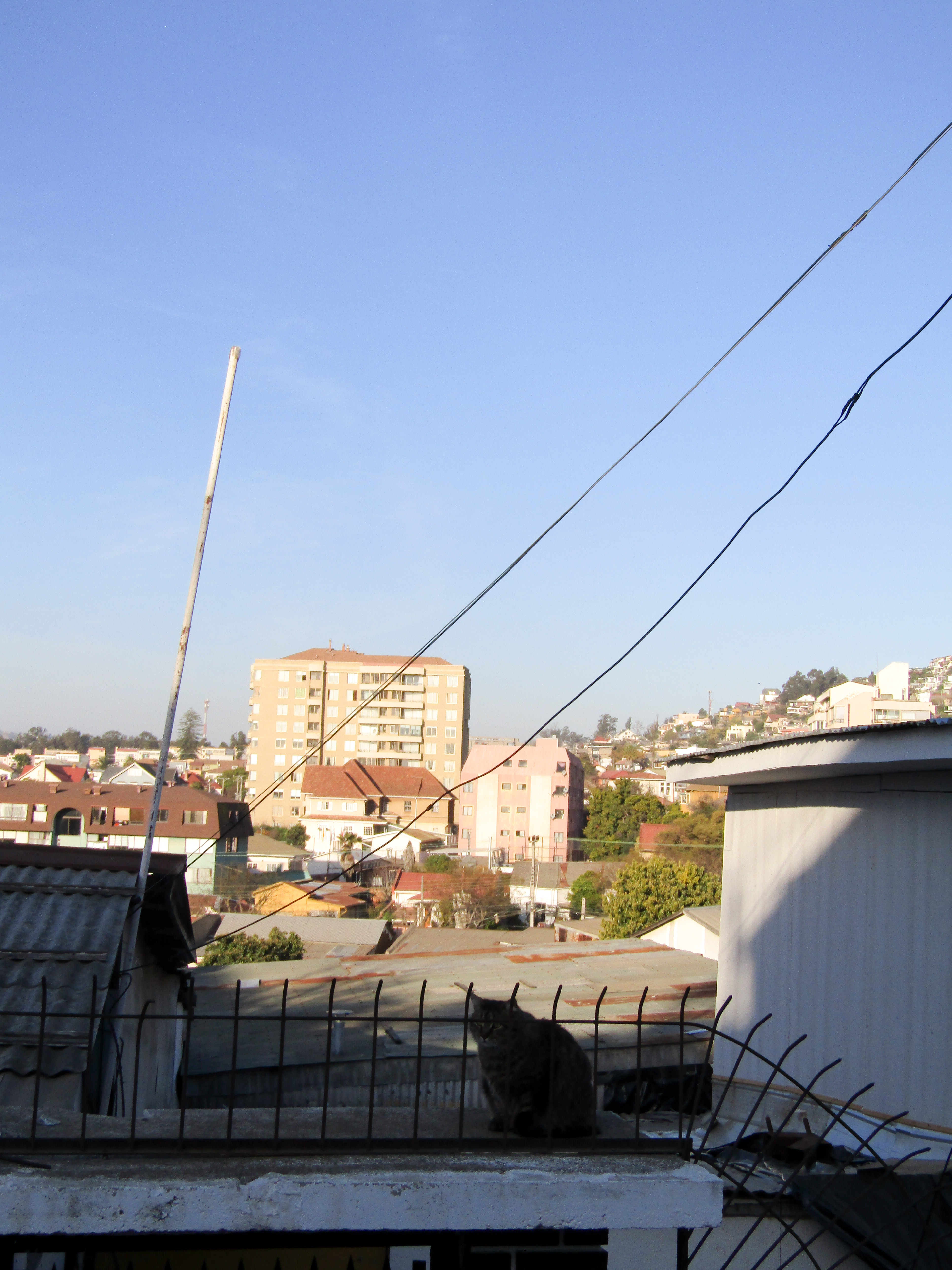 Cat on rooftop