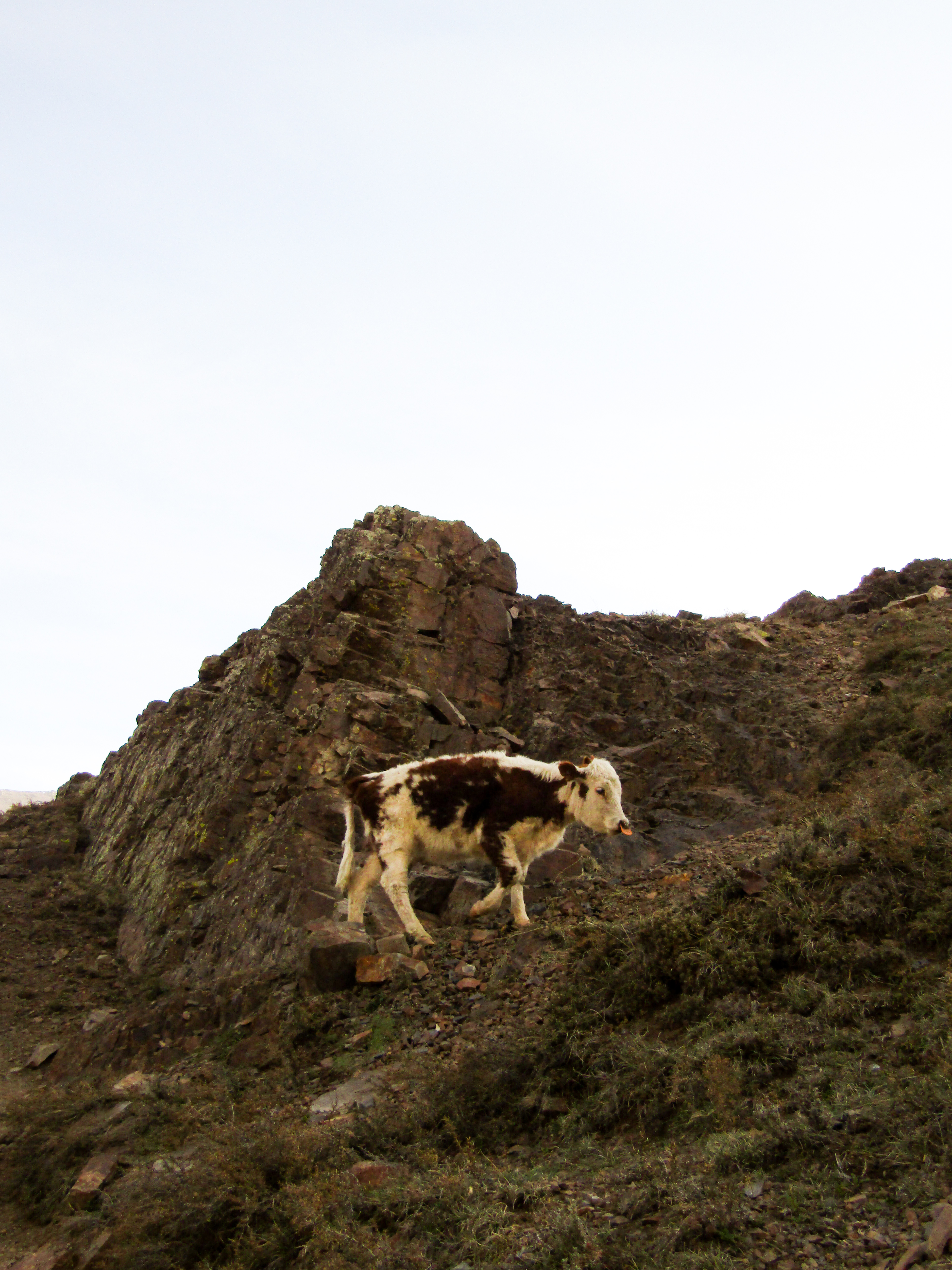 Baby cow on rocky cliff