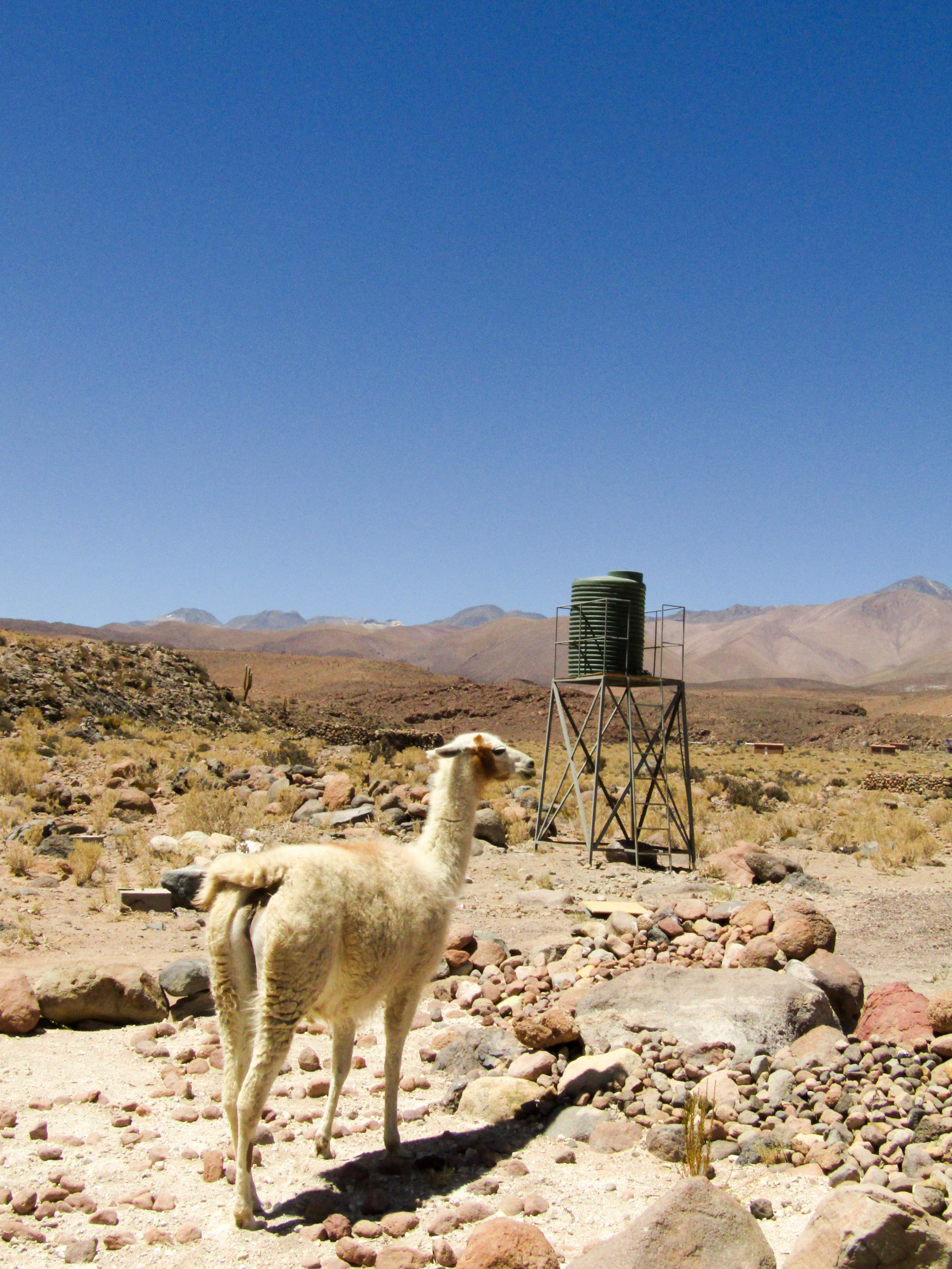 Llama in desert